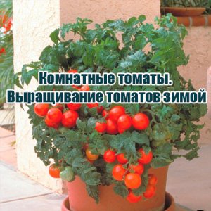  Комнатные томаты. Выращивание томатов зимой (2015) WebRip 