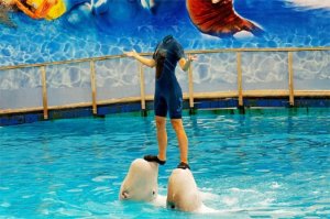 Шоу с двумя дельфинами - Женский фото шаблон 