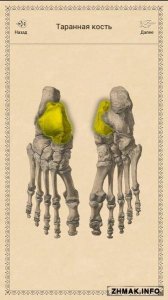  Classic Anatomy / Классическая анатомия v1.1.6 