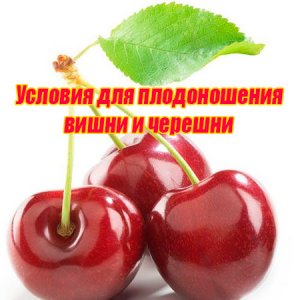  Условия для плодоношения вишни и черешни (2015) WebRip 